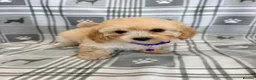 Maltipoo dogs for sale: Happy,loving affectionate Health Tested Maltipoo’s - Advert 23