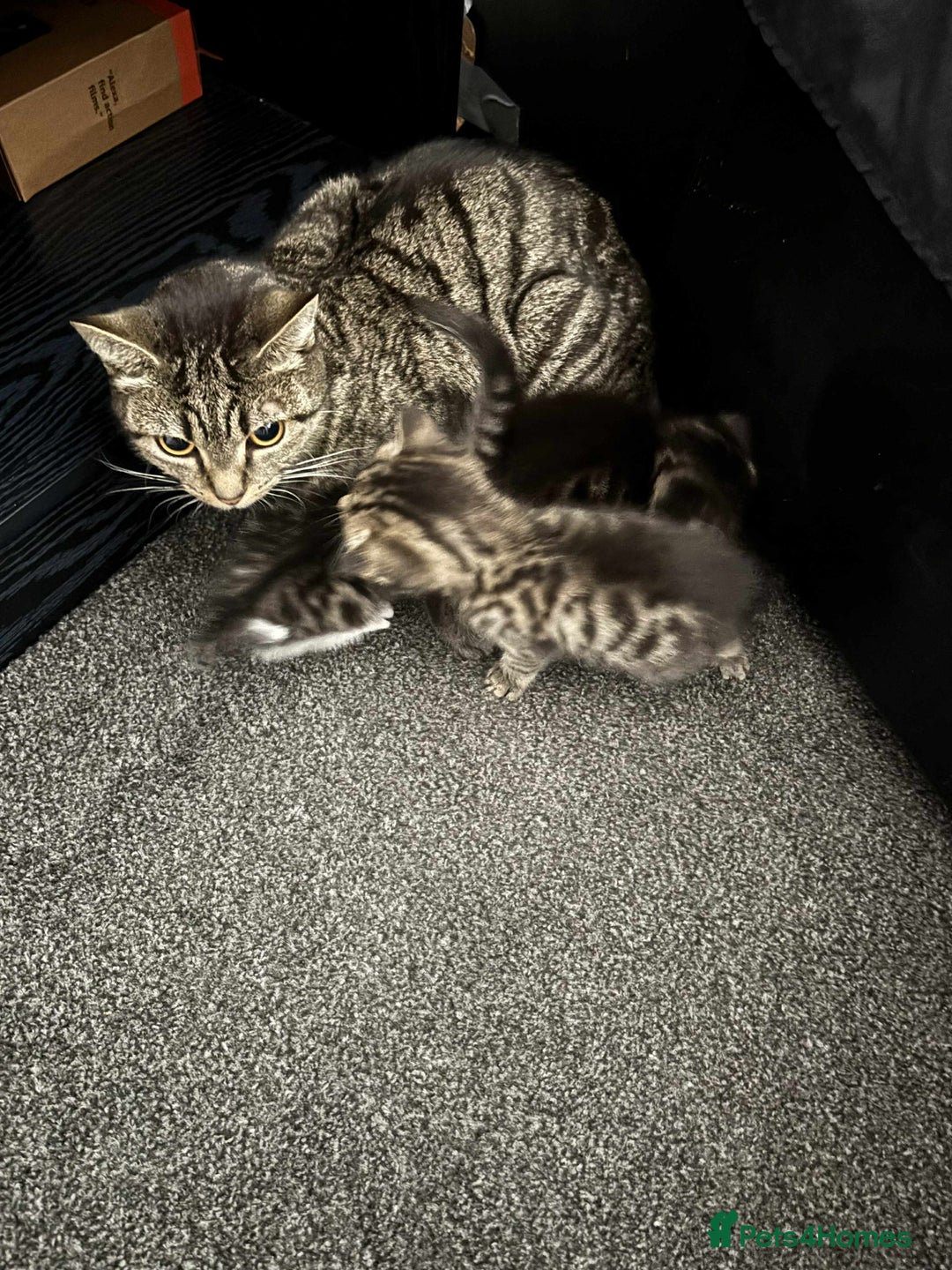 Mixed Breed cats for sale: 3 Beautiful Kittens  - Image 1