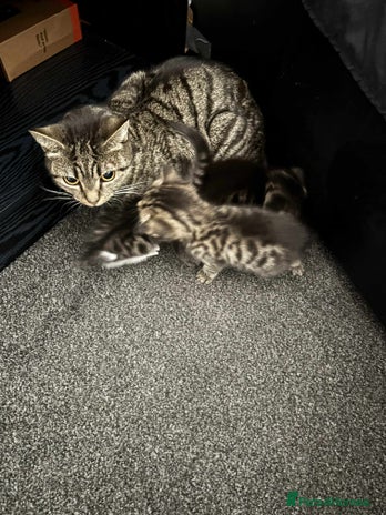 Mixed Breed cats - Advert 13