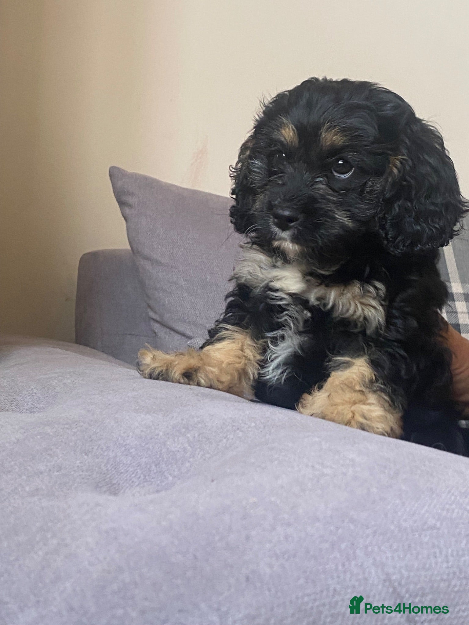 Cavapoo dogs Miniature Cavapoo puppies - Advert 2