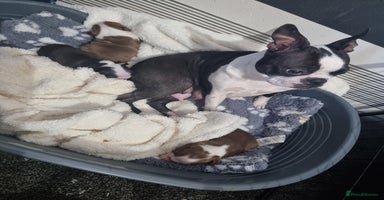 Boston Terrier dogs - Advert 4