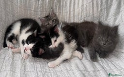 Maine Coon cats for sale: GORGEOUS MAINE COON KITTENS - Image 1