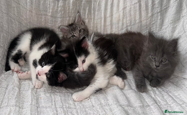 Maine Coon cats - Advert 15