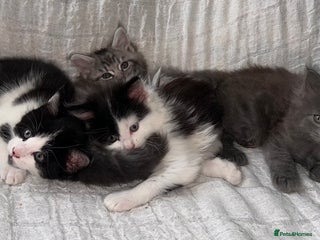 Maine Coon cats - Advert 16