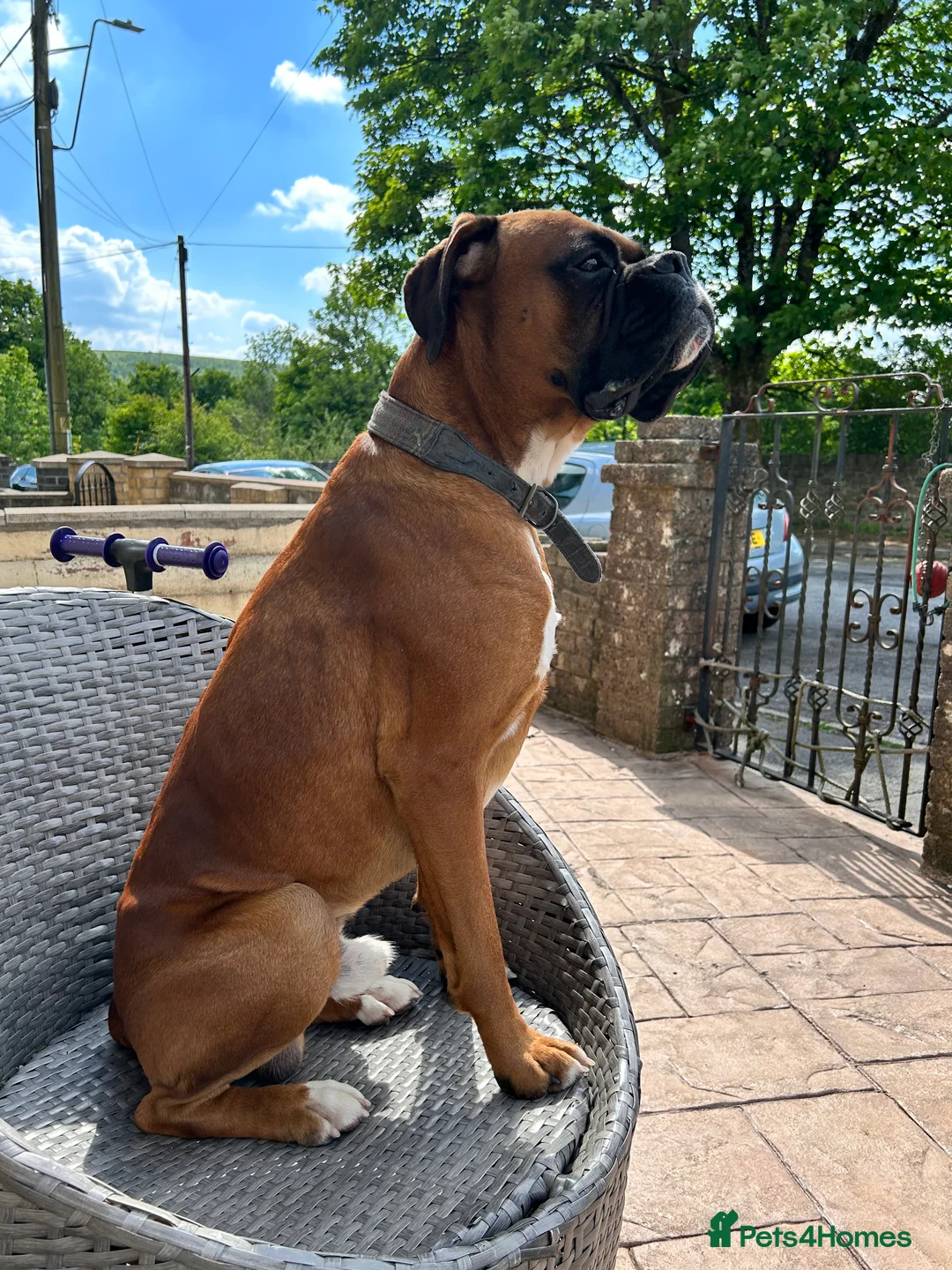 Boxer dogs for stud: Proven Handsome KC reg boxer-Heart score 0 in Tredegar - Advert 17