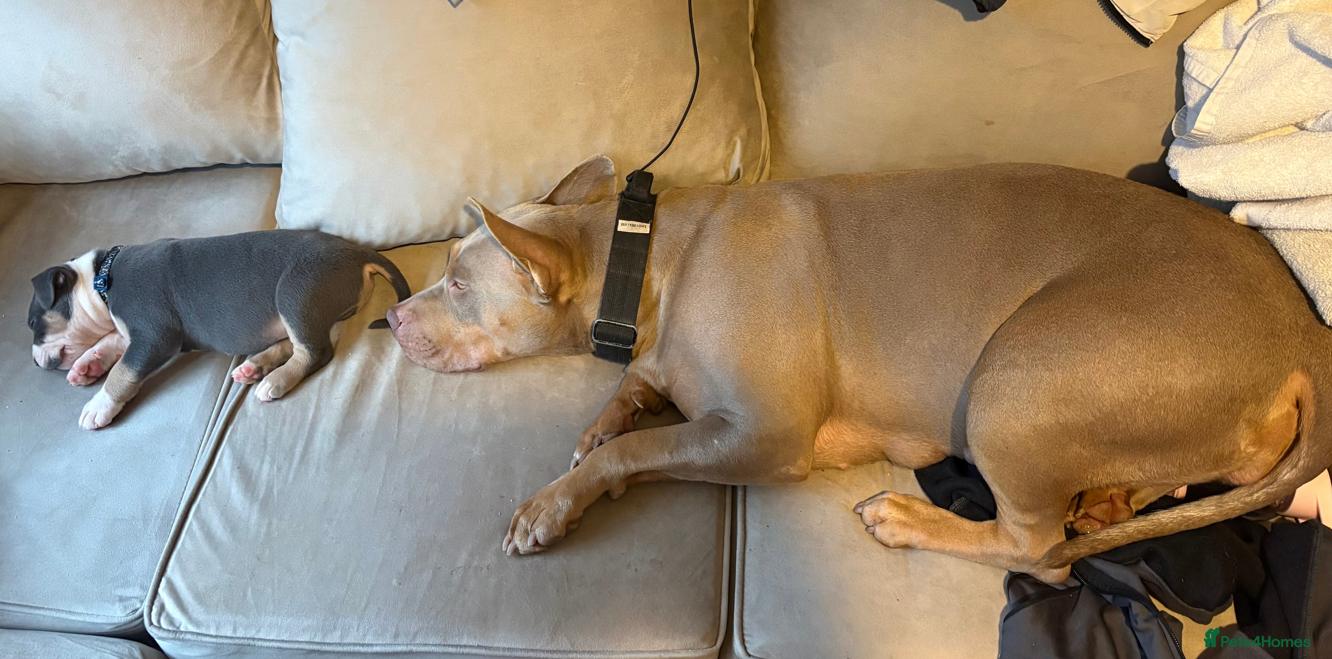 Mixed Breed dogs 1 beautiful girl left  - Advert 18