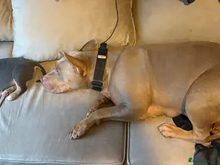 Mixed Breed dogs 1 beautiful girl left - Advert 18