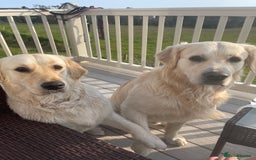 Golden Retriever dogs for sale: Expression of Interest - Golden Retriever Puppies - Image 4