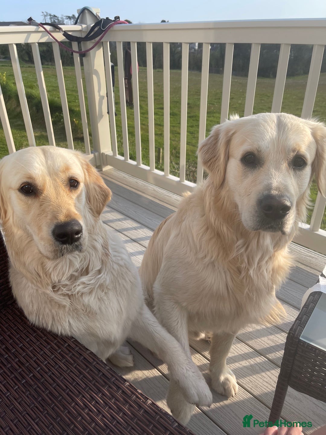 Golden Retriever dogs for sale: Expression of Interest - Golden Retriever Puppies - Image 4