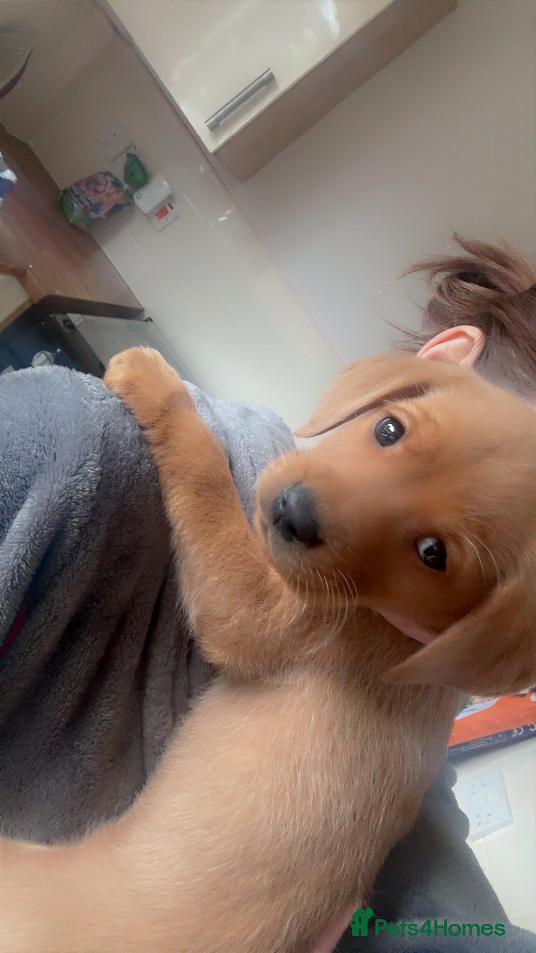 Labrador Retriever dogs for sale: 1 boy left! Fox red KC rEG Labradors working line  - Advert 1