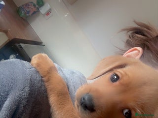 Labrador Retriever dogs READY NOW Fox red KC rEG Labradors working line - Advert 13