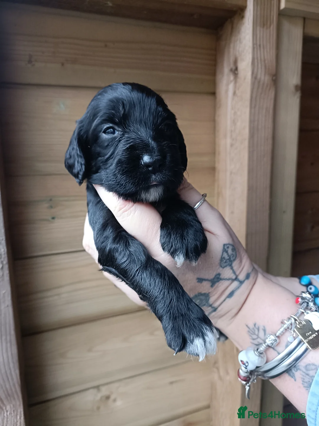 Sprocker dogs for sale: Sprocker pups 7 boys and three girls  in Stourport-on-Severn - Advert 1