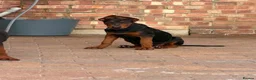Chinese Red Dog dogs for sale: Chinese red dog puppies  - Advert 13
