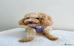 Cavapoochon dogs for sale: 5* Gorgeous F1b Cavapoochons - Image 18