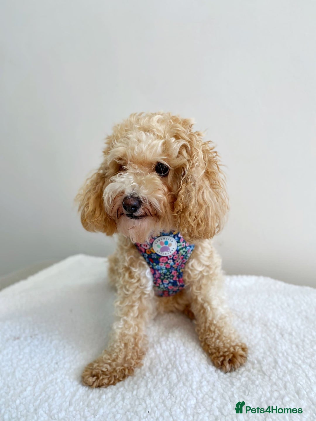 Cavapoochon dogs for sale: 5* Gorgeous F1b Cavapoochons - Image 18