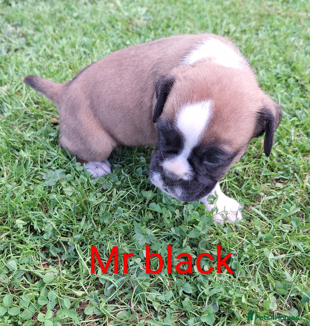 Boxer dogs for sale: Boxer puppies kennel club reg 5 star licence  - Image 12