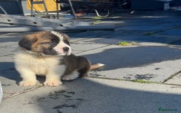 Saint Bernard dogs for sale: KC Registered St. Bernards For Sale! - Image 38