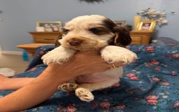 Cocker Spaniel dogs for sale: Simbawood Show Cocker Spaniels, KC reg, DNA clear - Image 1