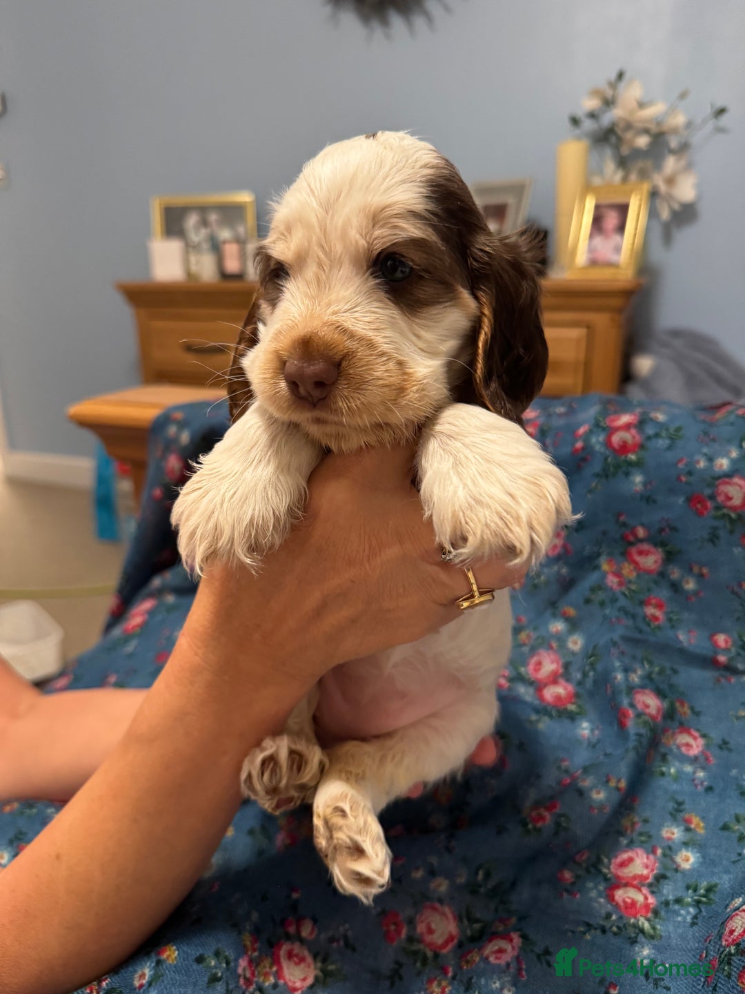 Cocker Spaniel dogs for sale: Simbawood Show Cocker Spaniels, KC reg, DNA clear - Image 1