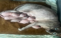 Sphynx cats for sale: Sphynx kittens  - Image 13