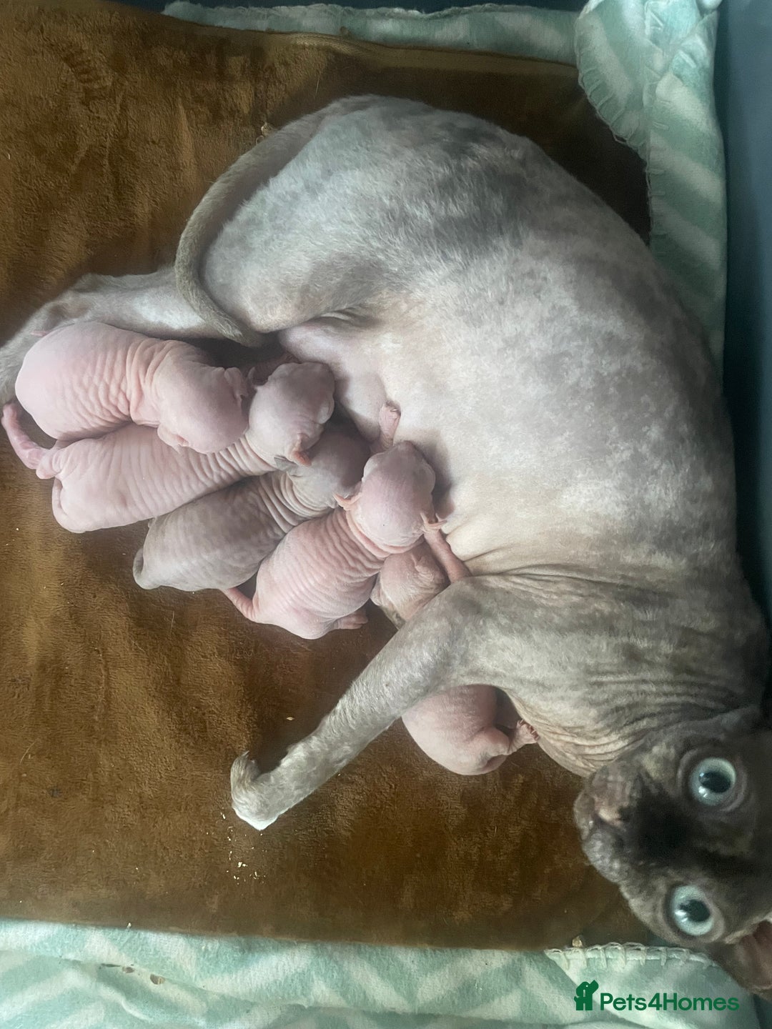Sphynx cats for sale: Sphynx kittens  - Image 13