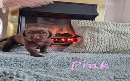 Labrador Retriever dogs for sale: Bundle of Chocolate Joy- Labrador Retrive Puppies - Image 4