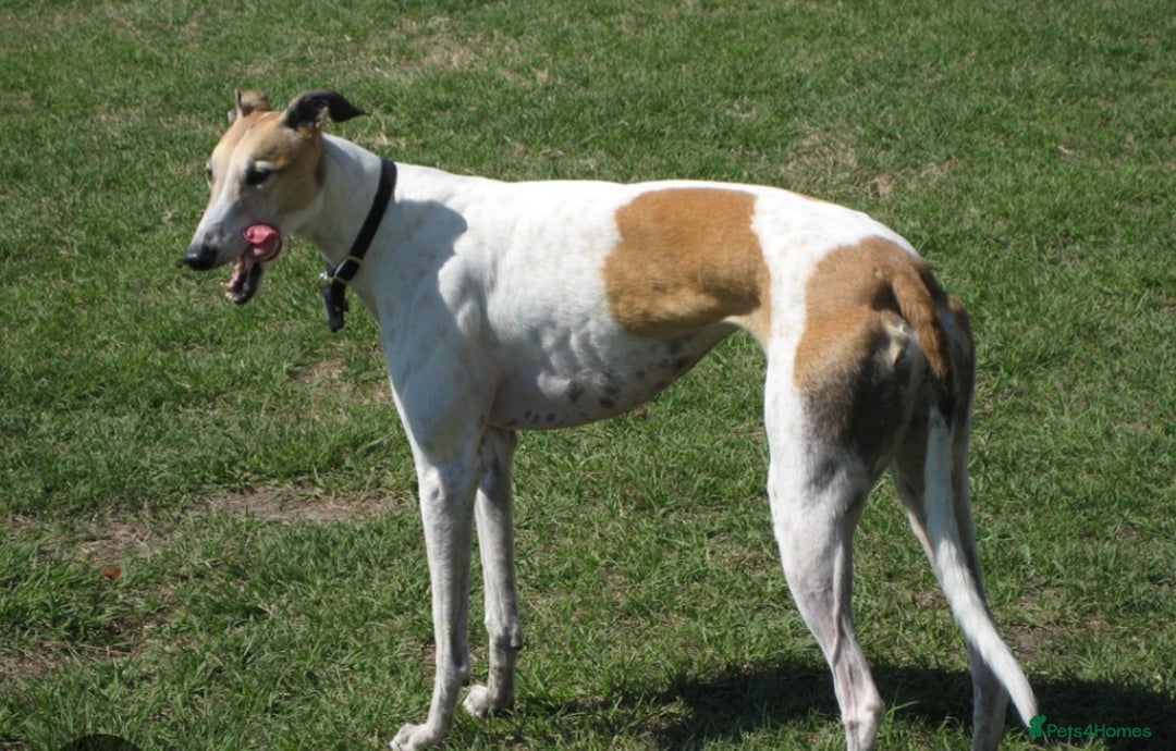 Mixed Breed dogs for sale: lurcher pup - Image 6