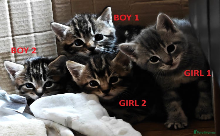 Scottish Fold cats - Advert 1