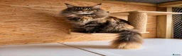 Maine Coon cats for sale: XL MAINE COON EUROPEAN LINES! Ready now!  - Advert 23