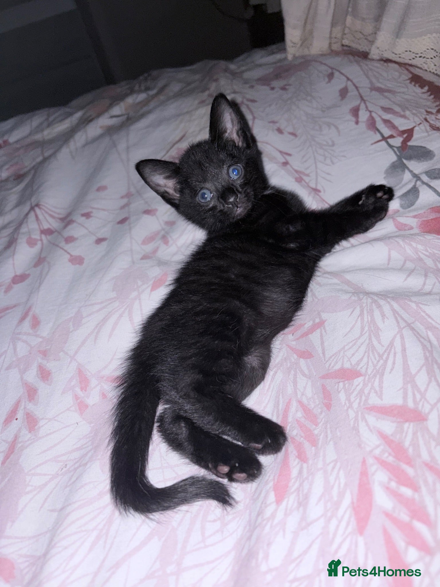 Mixed Breed cats Black kittenn - Advert 1