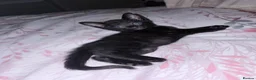 Mixed Breed cats for sale: Black kittenn - Advert 1