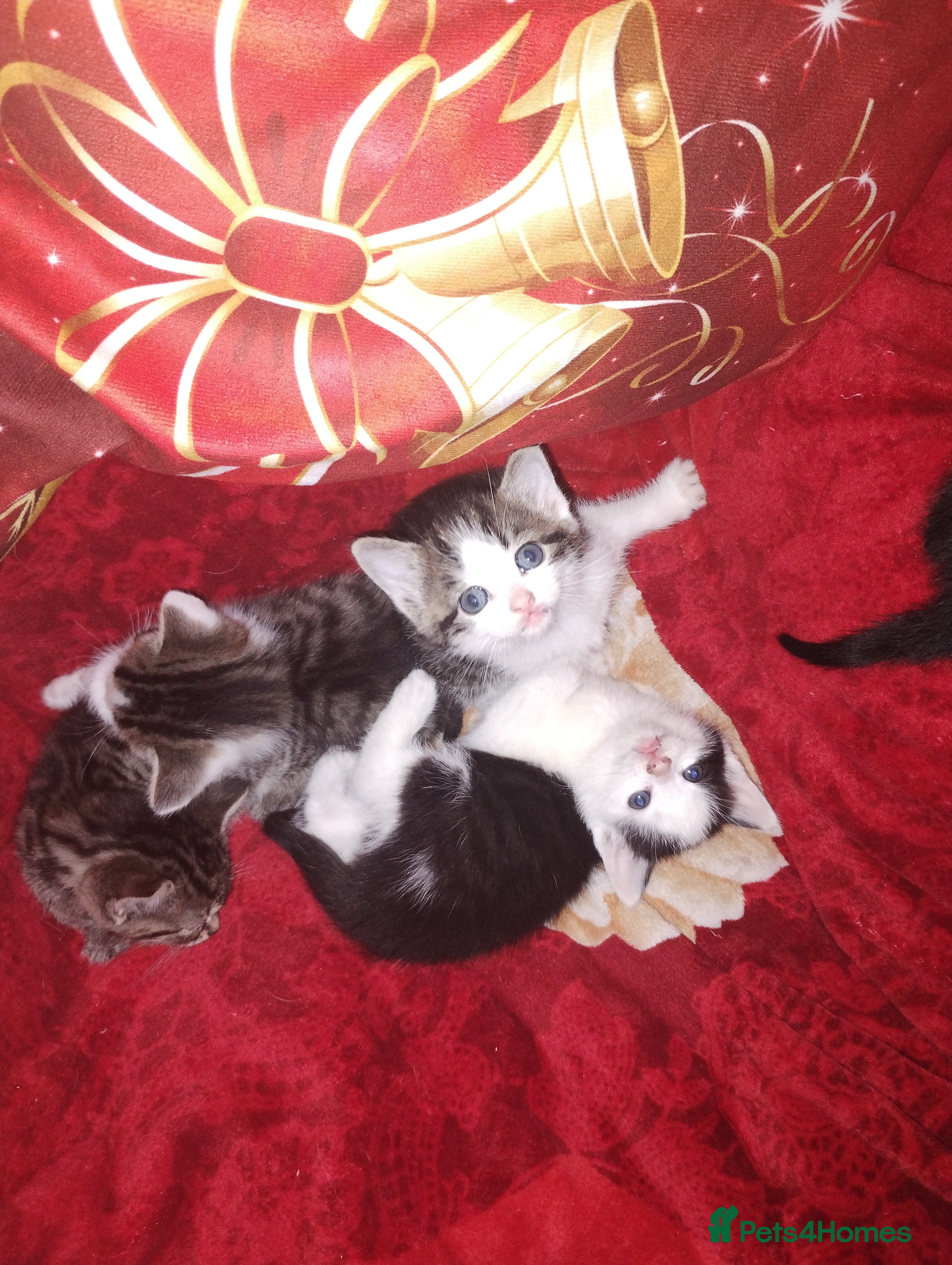 Mixed Breed cats Kittens are looking for homes  - Advert 14