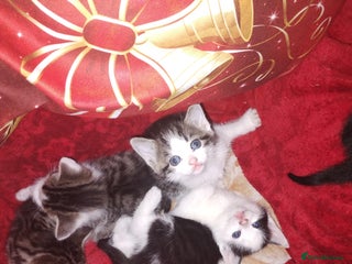 Mixed Breed cats Kittens are looking for homes - Advert 3