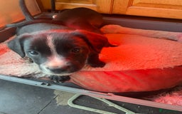 Mixed Breed dogs for sale: Aussie shepherd/staffy - Image 10