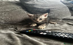 Bengal cats for sale: Bengal kittens  - Image 14