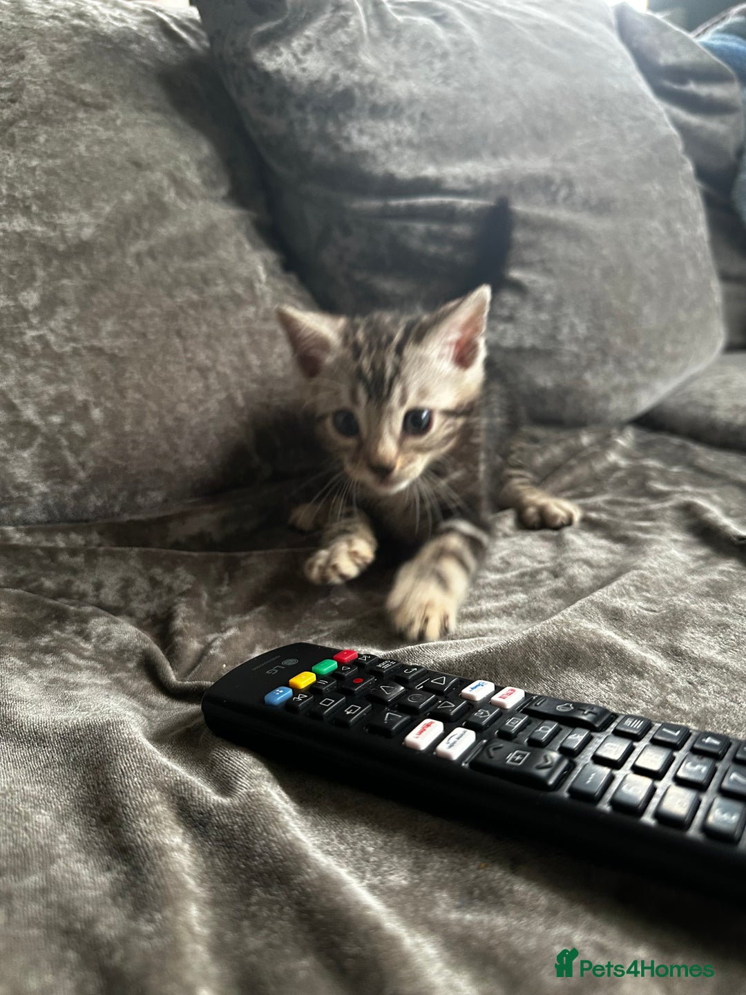 Bengal cats for sale: Bengal kittens  - Image 14