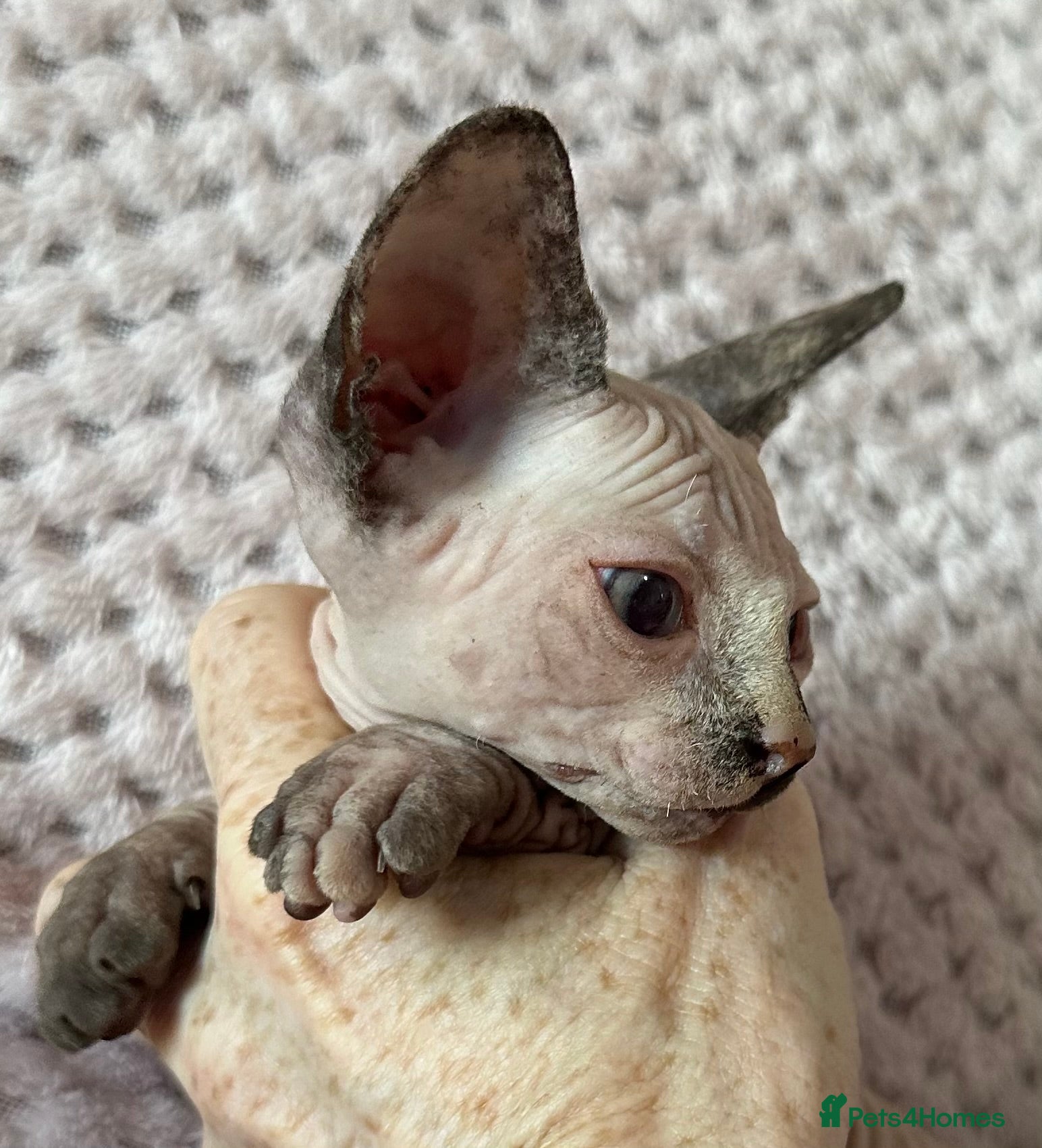 Sphynx cats Canadian sphynx kittens Ready Now ! - Advert 4