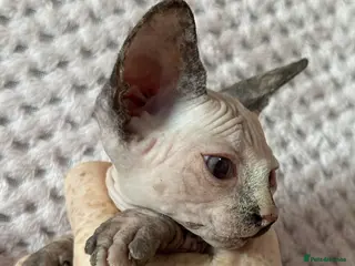 Sphynx cats Canadian sphynx kittens Ready Now ! - Advert 4