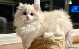 Ragdoll cats for sale: ❤️ Stunning girl ❤️ - Image 12
