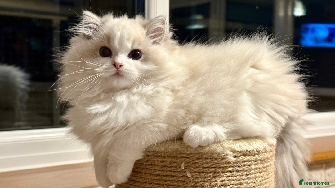 Ragdoll cats for sale: ❤️ Stunning girl ❤️ - Image 12