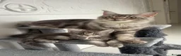 Maine Coon cats for sale: Stunning MaineCoon kittens  in Manchester - Advert 13