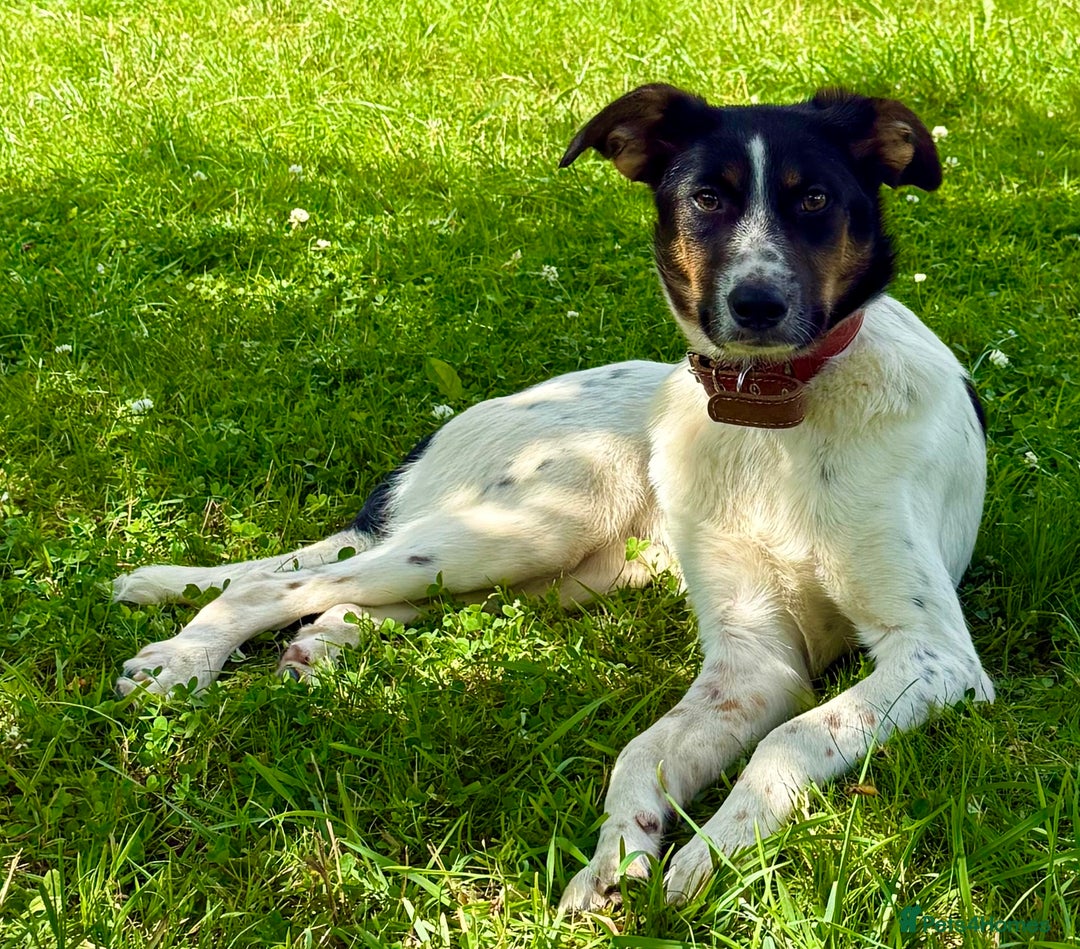 Foxhound dogs for adoption: Josie – Saved in the Final Hour - Image 1