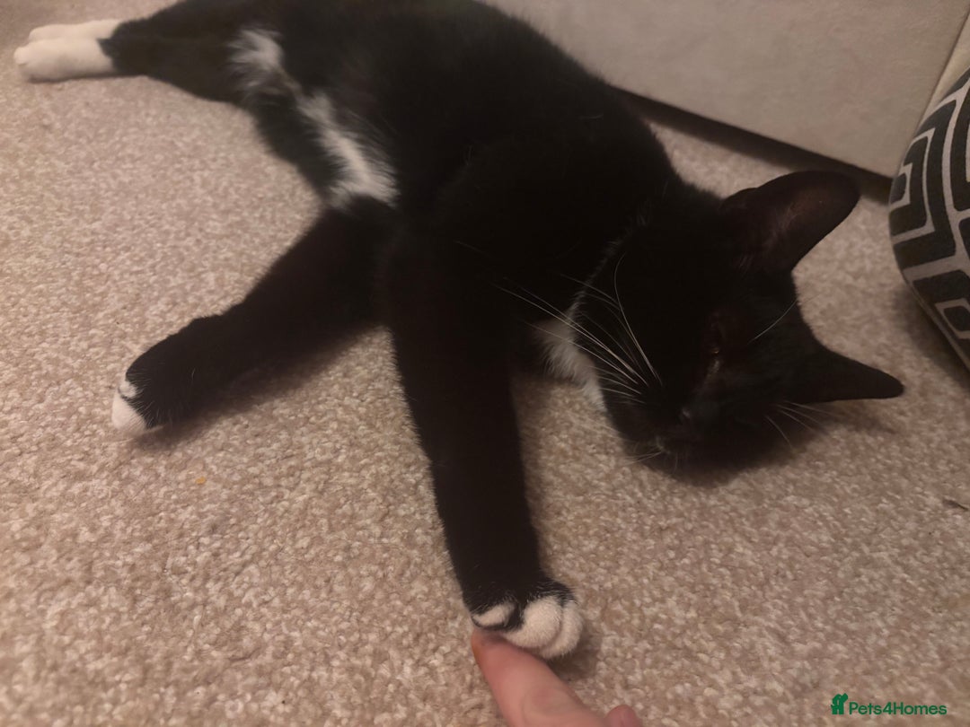 Domestic Shorthair cats for sale: Coco in need of new home  - Image 2