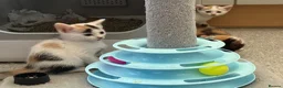 Sphynx cats for sale: Spyhnx mixed breed  in Epsom - Advert 6