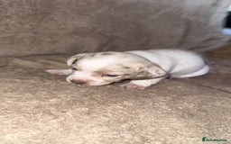 Chiweenie dogs for sale: 2 Male Puppies - Advert 9