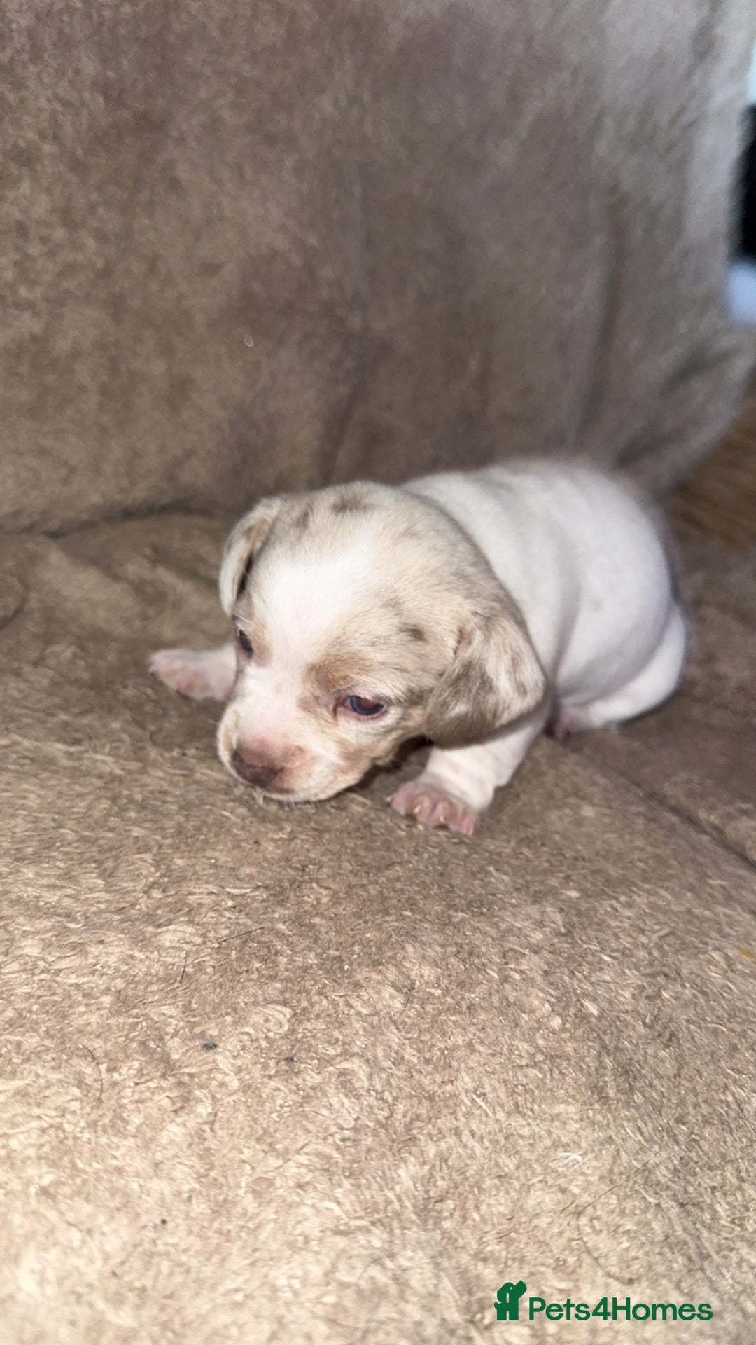 Chiweenie dogs for sale: 2 Male Puppies - Advert 9