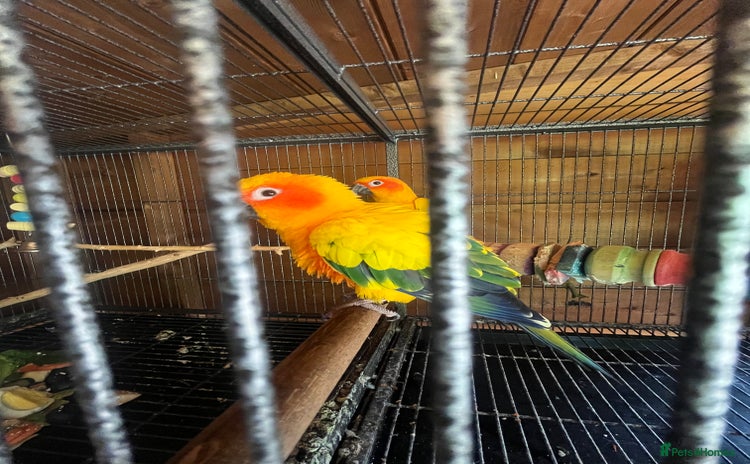 Conures birds - Advert 1