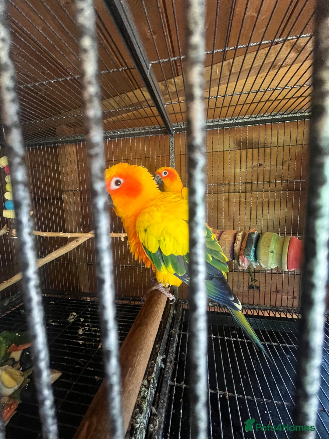 Conures birds for sale: Pair of sun conures  - Image 1