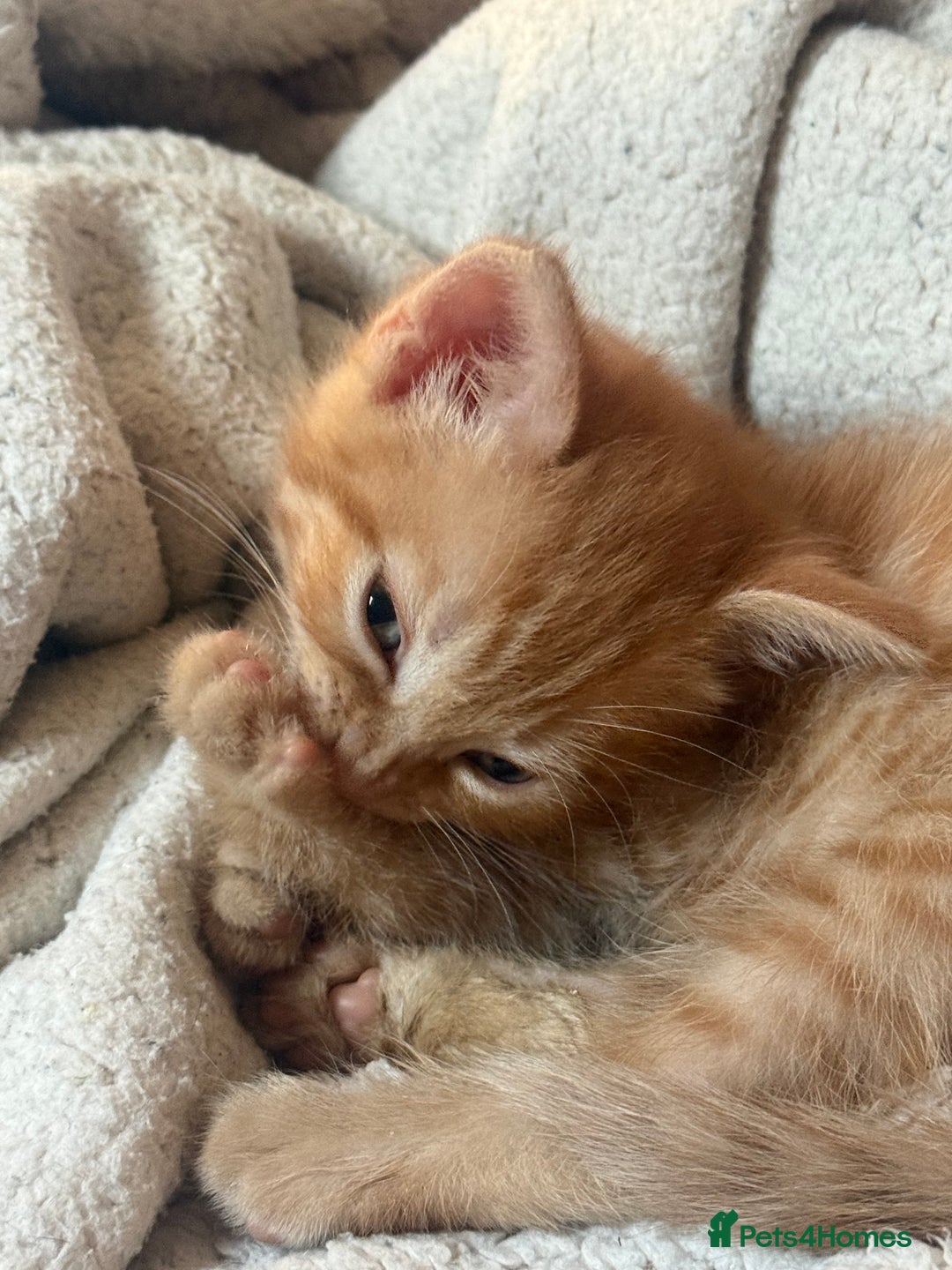 Maine Coon cats for sale: Ginger kittens - Advert 3