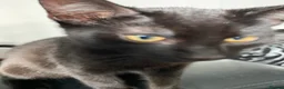 Mixed Breed cats for sale: One male one female - Advert 5